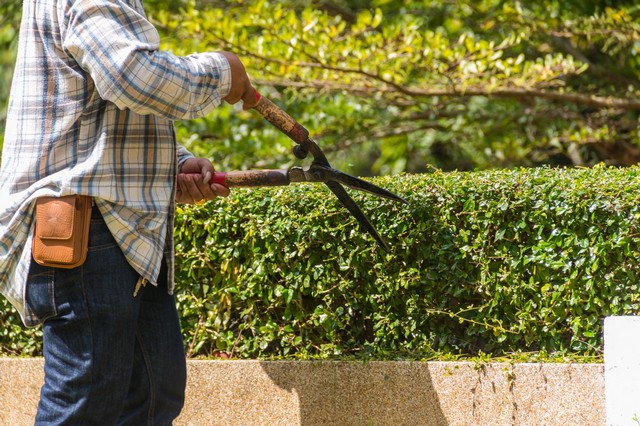 Garden Maintenance Lee, SE12